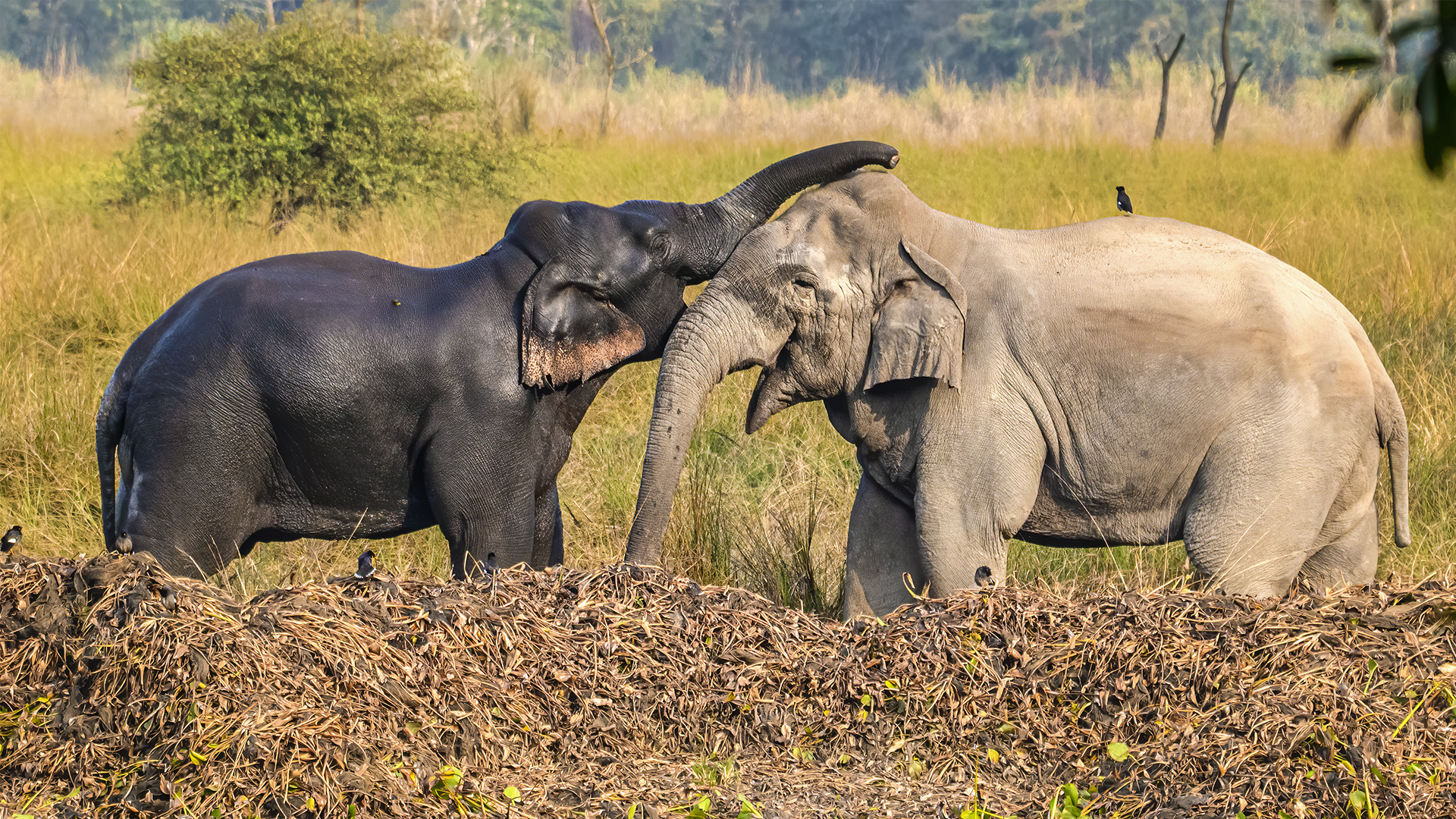 A glimpse into the joyful world of endangered Asian elephants at Orang National Park, Assam.